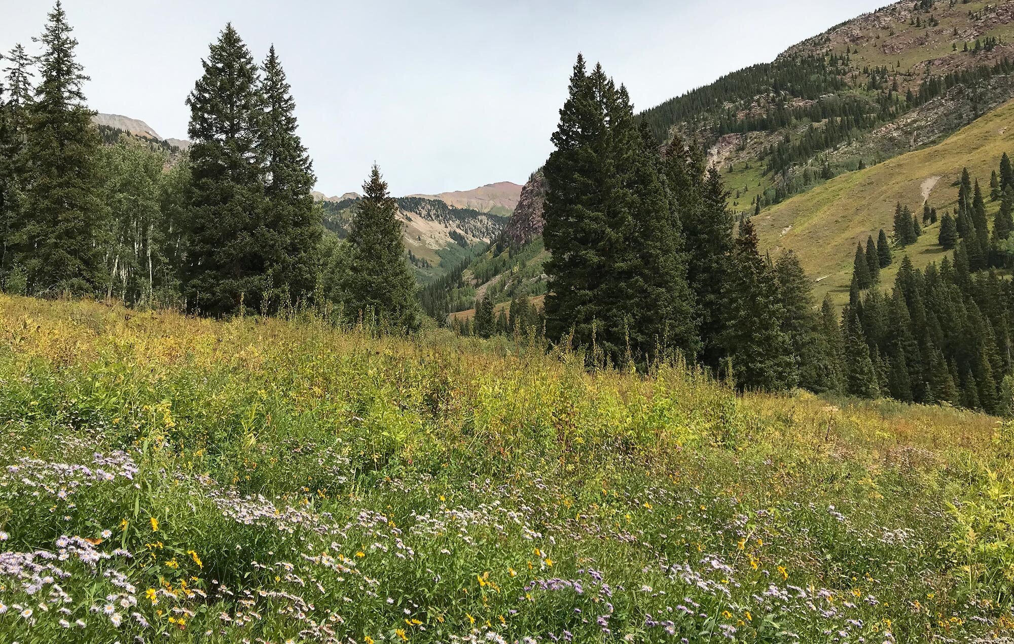A hiking trail in the remote backcountry of the Crystal River Valley with Colorado wildflowers in full bloom.
